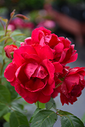 Blaze Rose (Rosa 'Blaze') at Countryside Flower Shop & Nursery