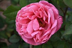 Dee-Lish Rose (Rosa 'Meiclusif') at Countryside Flower Shop & Nursery