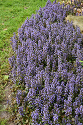 Caitlin's Giant Bugleweed (Ajuga reptans 'Caitlin's Giant') at Countryside Flower Shop & Nursery