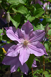 Sally Clematis (Clematis 'Evipo077') at Countryside Flower Shop & Nursery