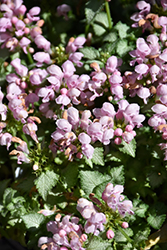 Pink Pewter Spotted Dead Nettle (Lamium maculatum 'Pink Pewter') at Countryside Flower Shop & Nursery