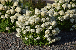 Bobo Hydrangea (Hydrangea paniculata 'ILVOBO') at Countryside Flower Shop & Nursery