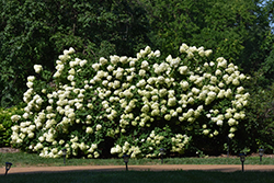 Limelight Hydrangea (Hydrangea paniculata 'Limelight') at Countryside Flower Shop & Nursery
