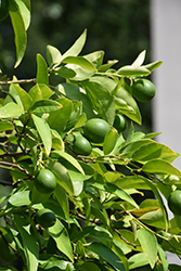 Key Lime (Citrus aurantifolia) at Countryside Flower Shop & Nursery