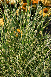 Bandwidth Maiden Grass (Miscanthus sinensis 'NCMS2B') at Countryside Flower Shop & Nursery