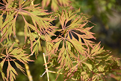 Ice Dragon Maple (Acer 'IsliD') at Countryside Flower Shop & Nursery