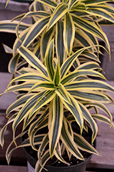 Song of India Plant (Dracaena reflexa 'Song of India') at Countryside Flower Shop & Nursery