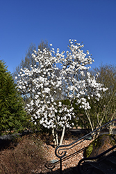 Royal Star Magnolia (Magnolia stellata 'Royal Star') at Countryside Flower Shop & Nursery