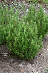 Barbeque Rosemary (Rosmarinus officinalis 'Barbeque') at Countryside Flower Shop & Nursery