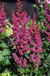 Visions in Red Chinese Astilbe (Astilbe chinensis 'Visions in Red') at Countryside Flower Shop & Nursery