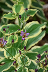 Samurai Toad Lily (Tricyrtis formosana 'Samurai') at Countryside Flower Shop & Nursery