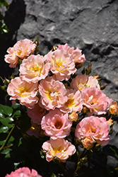 Peach Drift Rose (Rosa 'Meiggili') at Countryside Flower Shop & Nursery