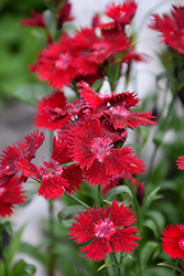 Rockin' Red Pinks (Dianthus 'PAS1141436') at Countryside Flower Shop & Nursery