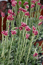 Red Pussytoes (Antennaria dioica 'Rubra') at Countryside Flower Shop & Nursery