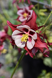 Swan Red and White Columbine (Aquilegia 'Swan Red and White') at Countryside Flower Shop & Nursery