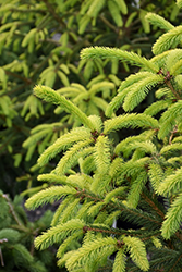 The Limey Norway Spruce (Picea abies 'The Limey') at Countryside Flower Shop & Nursery