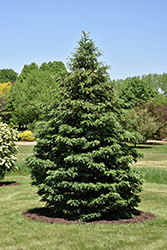 Black Hills Spruce (Picea glauca 'Densata') at Countryside Flower Shop & Nursery