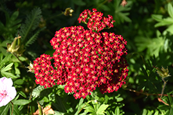 Red Velvet Yarrow (Achillea millefolium 'Red Velvet') at Countryside Flower Shop & Nursery