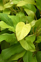 Lemon Lime Philodendron (Philodendron 'Lemon Lime') at Countryside Flower Shop & Nursery