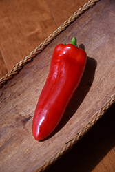Giant Ristra Pepper (Capsicum annuum 'Giant Ristra') at Countryside Flower Shop & Nursery