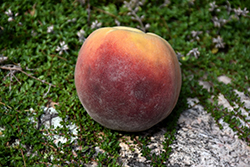 Contender Peach (Prunus persica 'Contender') at Countryside Flower Shop & Nursery