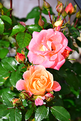 Peach Drift Rose (Rosa 'Meiggili') at Countryside Flower Shop & Nursery