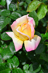 Peace Rose (Rosa 'Peace') at Countryside Flower Shop & Nursery