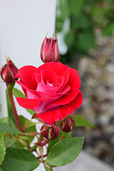 Take It Easy Rose (Rosa 'WEKyoopedko') at Countryside Flower Shop & Nursery