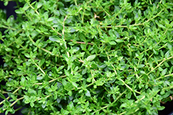 Rupturewort (Herniaria glabra) at Countryside Flower Shop & Nursery