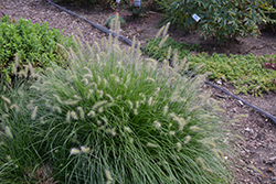Little Bunny Dwarf Fountain Grass (Pennisetum alopecuroides 'Little Bunny') at Countryside Flower Shop & Nursery