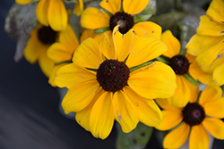 Toto Gold Coneflower (Rudbeckia hirta 'Toto Gold') at Countryside Flower Shop & Nursery
