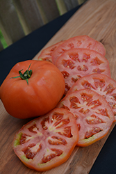 Supersteak Tomato (Solanum lycopersicum 'Supersteak') at Countryside Flower Shop & Nursery