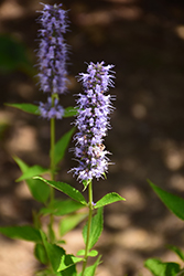 Blue Fortune Anise Hyssop (Agastache 'Blue Fortune') at Countryside Flower Shop & Nursery