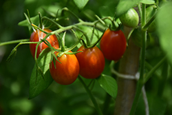 Sugar Rush Tomato (Solanum lycopersicum 'Sugar Rush') at Countryside Flower Shop & Nursery