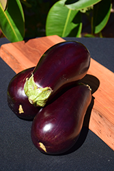 Eggplant (Solanum melongena) at Countryside Flower Shop & Nursery
