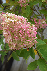 Limelight Hydrangea (Hydrangea paniculata 'Limelight') at Countryside Flower Shop & Nursery